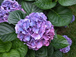 image of Hydrangea macrophylla purple flower